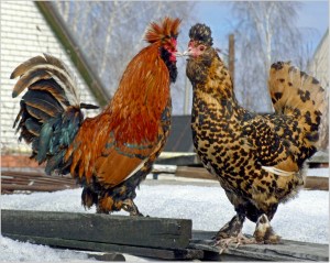 rooster and hen