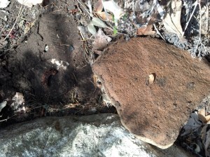 IMG_20140421_110311_025