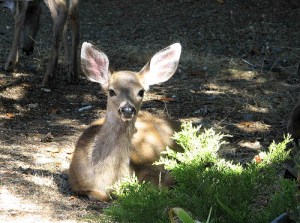 href="https://www.flickr.com/photos/25602028@N00/1443594855/">Beedle Um Bum via Compfight cc