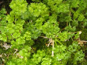 Photo Credit: --char-- via Compfight cc