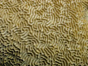 Photo Credit: Boogies with Fish via Compfight cc